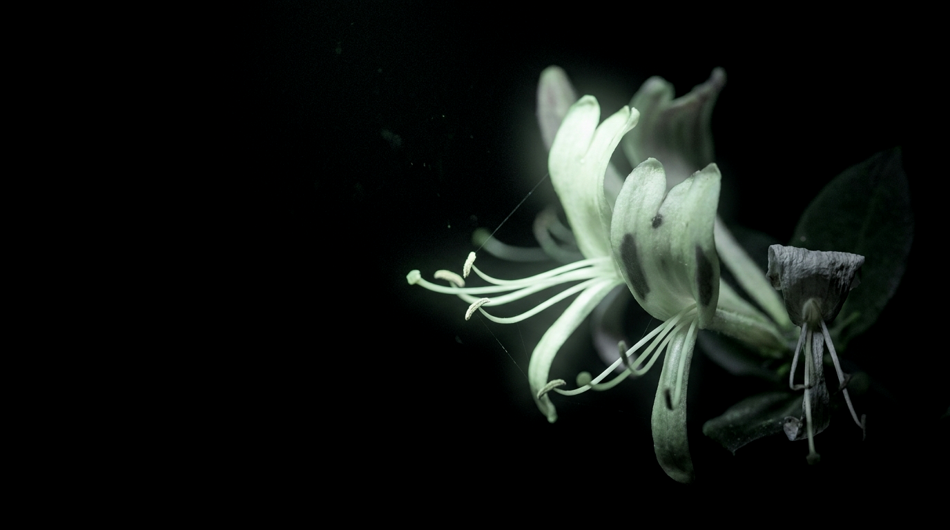 Honeysuckle fluorescing under ultraviolet light
